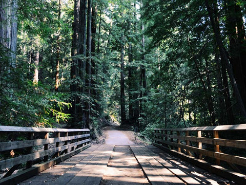 Wooden bridge deep in the forest.